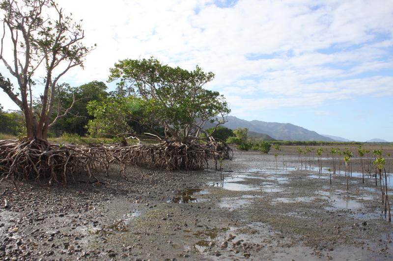 Sentier libre de la mangrove Boa Delec