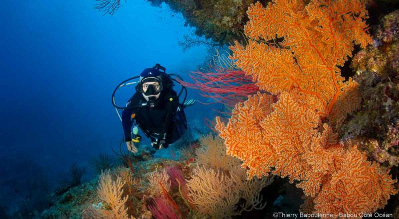 Formation de plongée sous-marine - Babou Côté Océan