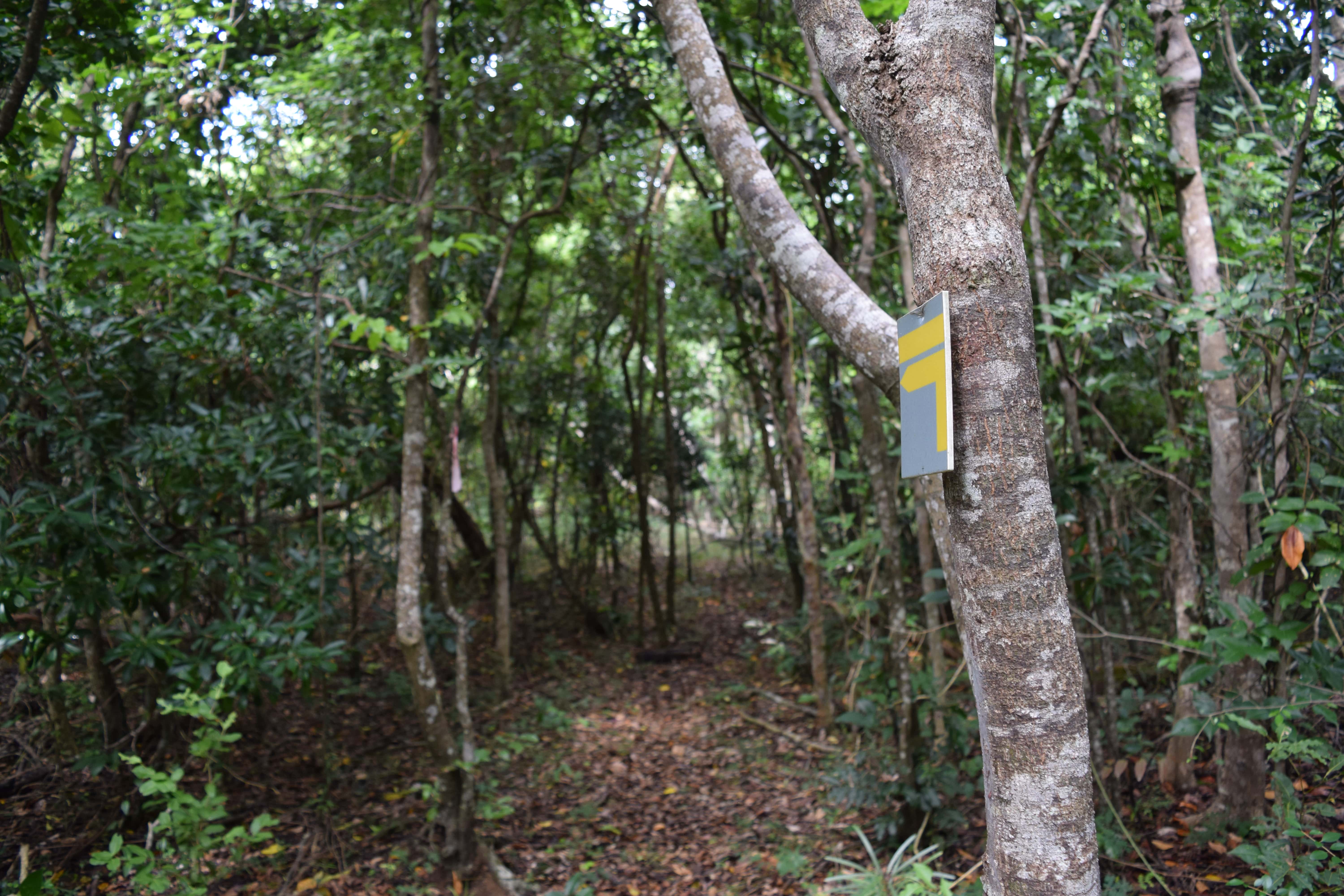 Sentier libre de la forêt sèche de Pindaï