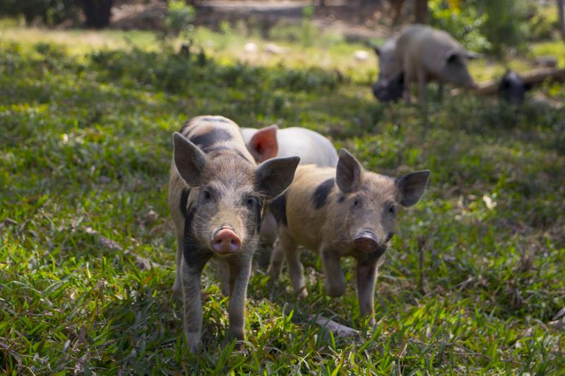 Visite de la ferme sur Tchamba