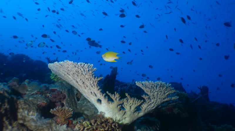 Snorkeling à la barrière de corail
