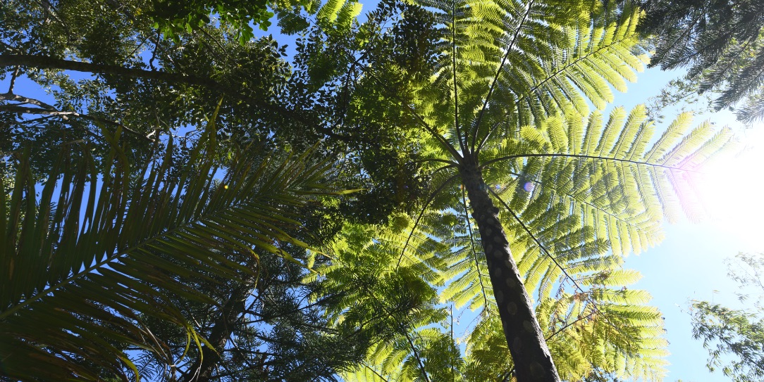 Forêt dense