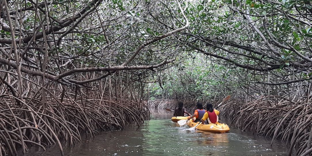 La mangrove