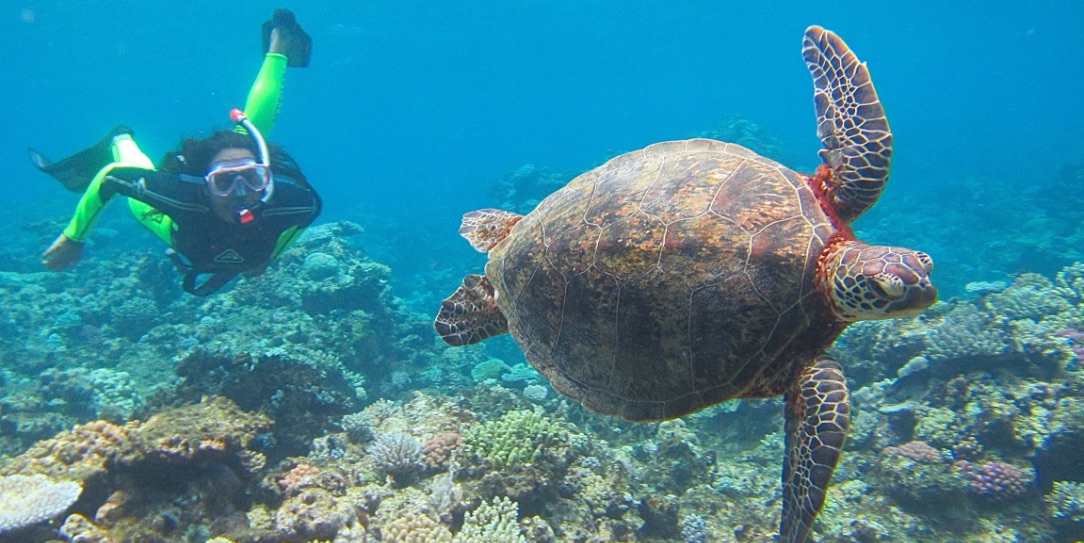 La tortue marine